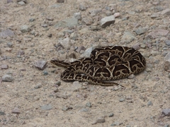 Bothrops jonathani