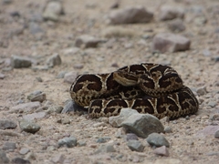 Bothrops jonathani