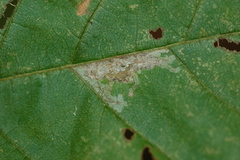 Caloptilia ostryaeella