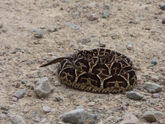 Bothrops jonathani