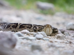 Bothrops jonathani