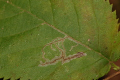 Caloptilia ostryaeella