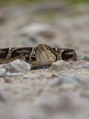 Bothrops jonathani