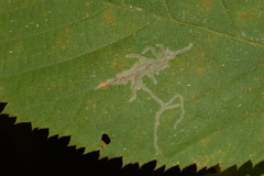 Caloptilia ostryaeella