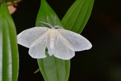 Genusa