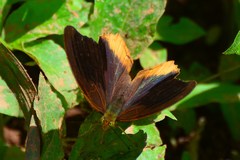 Terinos terpander intermedia