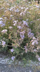Chromolaena arnottiana