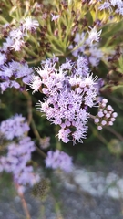 Chromolaena arnottiana