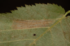 Phyllonorycter obscuricostella