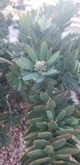 Melaleuca
