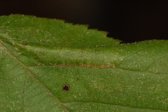 Phyllonorycter obscuricostella