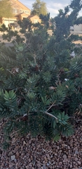 Melaleuca