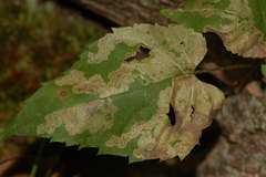 Liriomyza limopsis