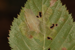 Phyllonorycter obscuricostella