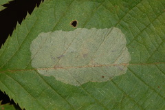 Phyllonorycter tritaenianella