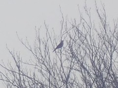 Turdus pilaris