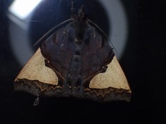 Ochrotrigona triangulifera