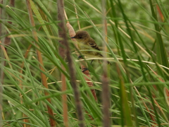 Pseudocolopteryx flaviventris