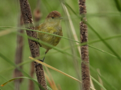 Pseudocolopteryx flaviventris