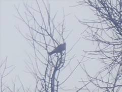 Turdus pilaris