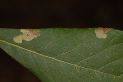 Ectoedemia virgulae