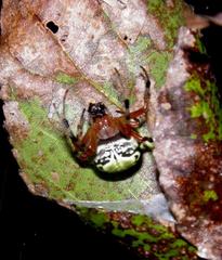 Araneus workmani