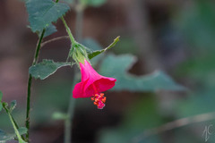Hibiscus poeppigii
