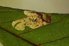 Ectoedemia virgulae