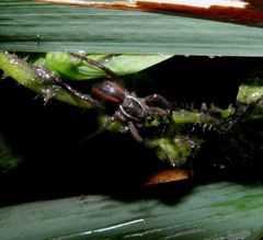 Diapontia uruguayensis
