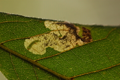 Ectoedemia virgulae