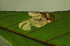 Ectoedemia virgulae