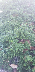 Magnoliopsida