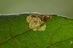 Ectoedemia virgulae