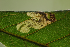 Ectoedemia virgulae