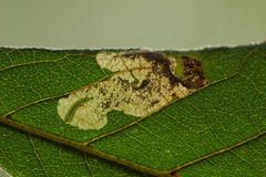 Ectoedemia virgulae