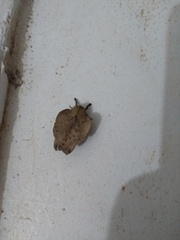 Travassosula subfumata