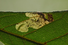 Ectoedemia virgulae