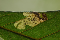 Ectoedemia virgulae