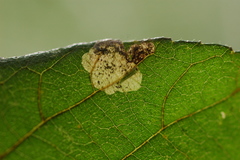 Ectoedemia virgulae