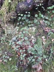 Scutellaria novae-zelandiae