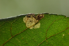 Ectoedemia virgulae