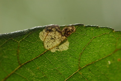 Ectoedemia virgulae