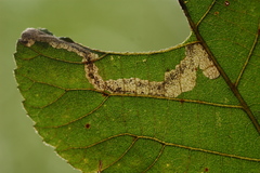 Ectoedemia virgulae