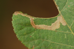 Ectoedemia virgulae