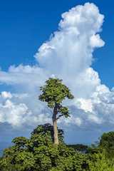 Gyrocarpus americanus