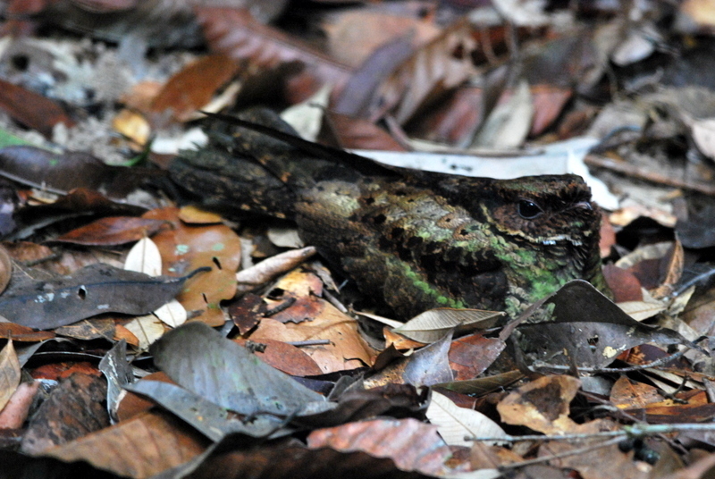 Malaysian Eared Nightjar