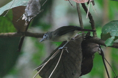 Malacopteron magnirostre