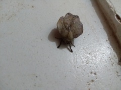 Travassosula subfumata