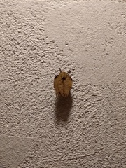 Travassosula subfumata