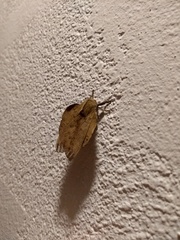 Travassosula subfumata